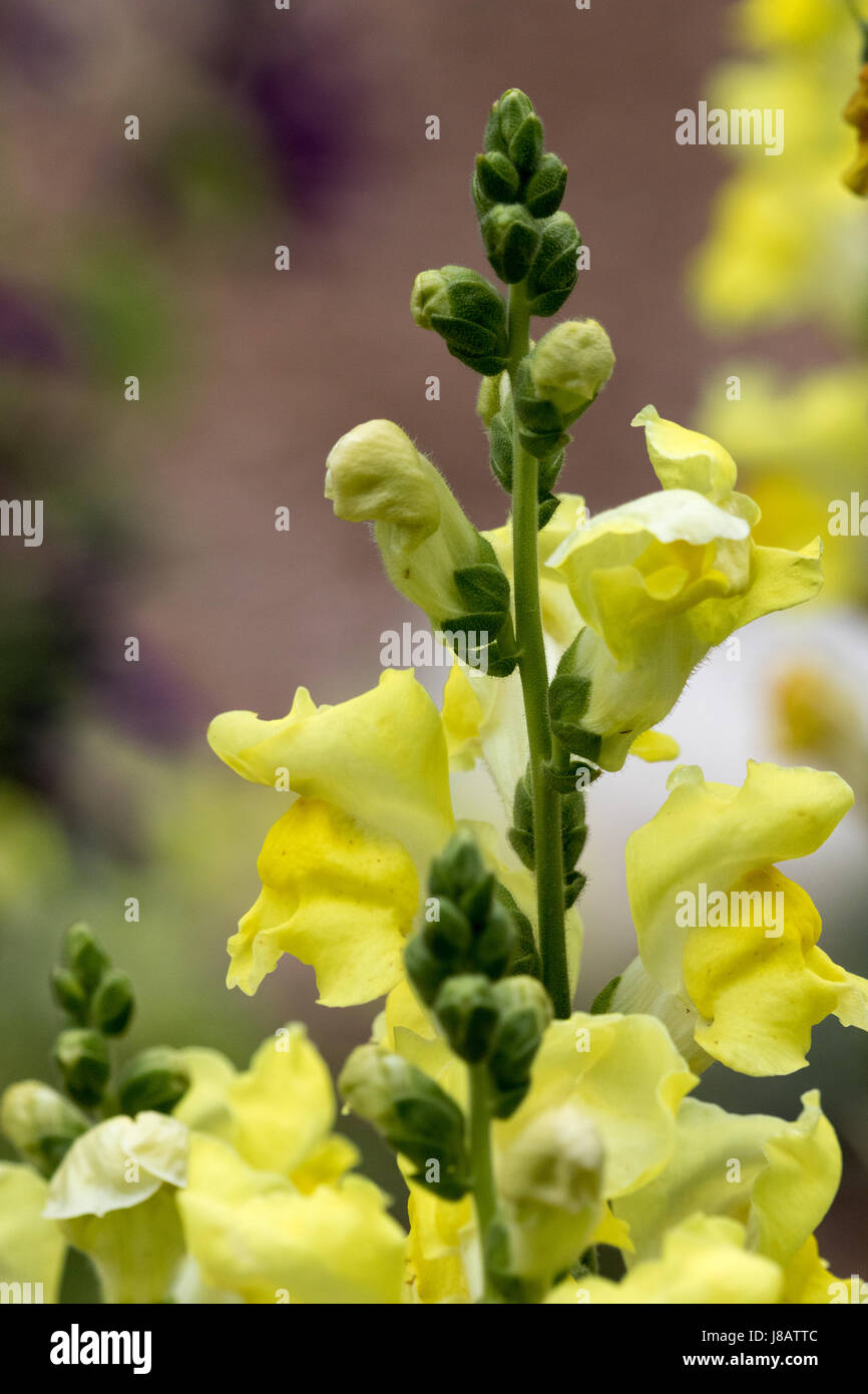 Ein Foto von Yeloow Snapdragon Blumen. Stockfoto