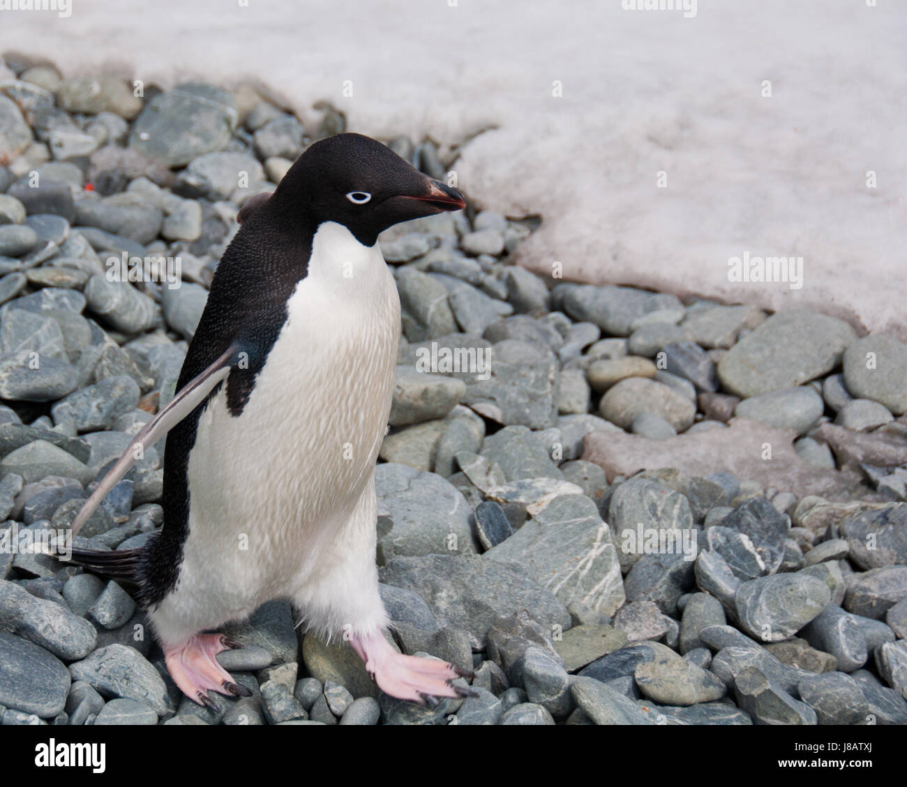 Spaziergang, gehen, gehen, Wandern, Tier, Vogel, kalt, wild, Schnee, Koks, Kokain, Stockfoto