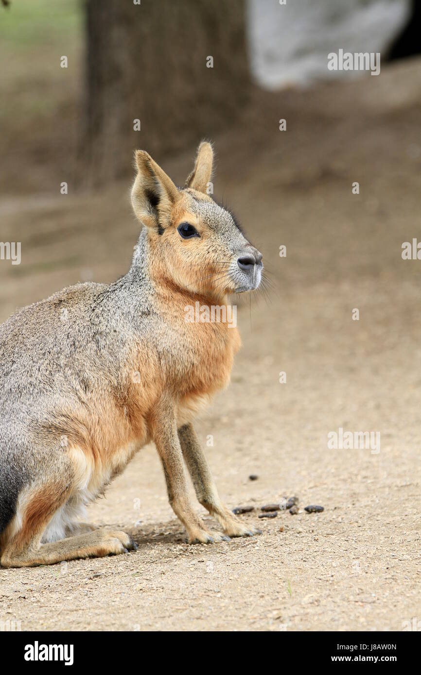 Mara in enger Stockfoto