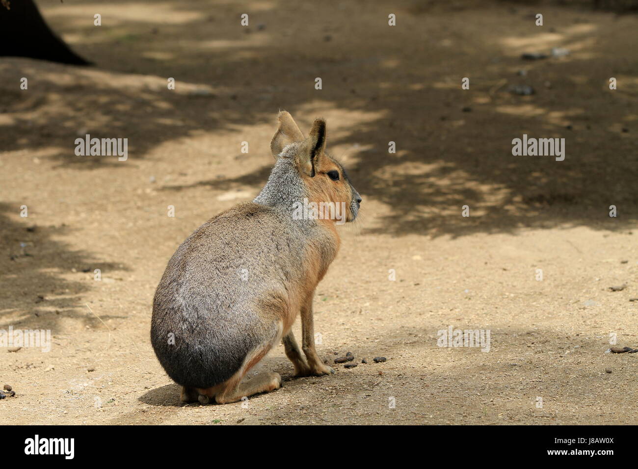 Mara in enger Stockfoto