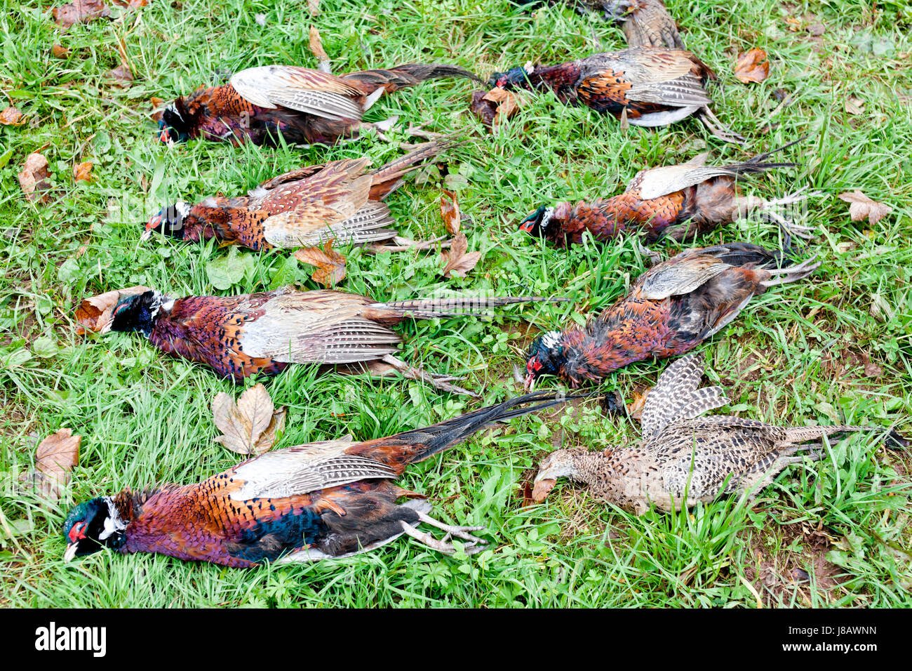 Jagd, Jagd, Stillleben, Tod, Tier, Tierwelt, Wild, jagen, im Außenbereich Stockfoto