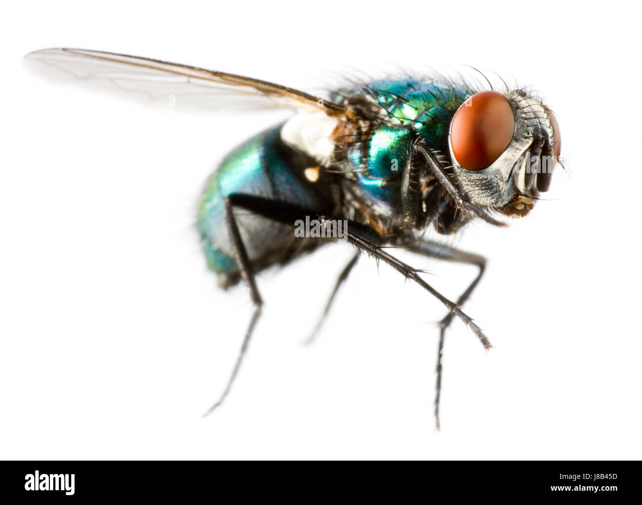 fliegen Stubenfliege in extremer Nahaufnahme Stockfoto
