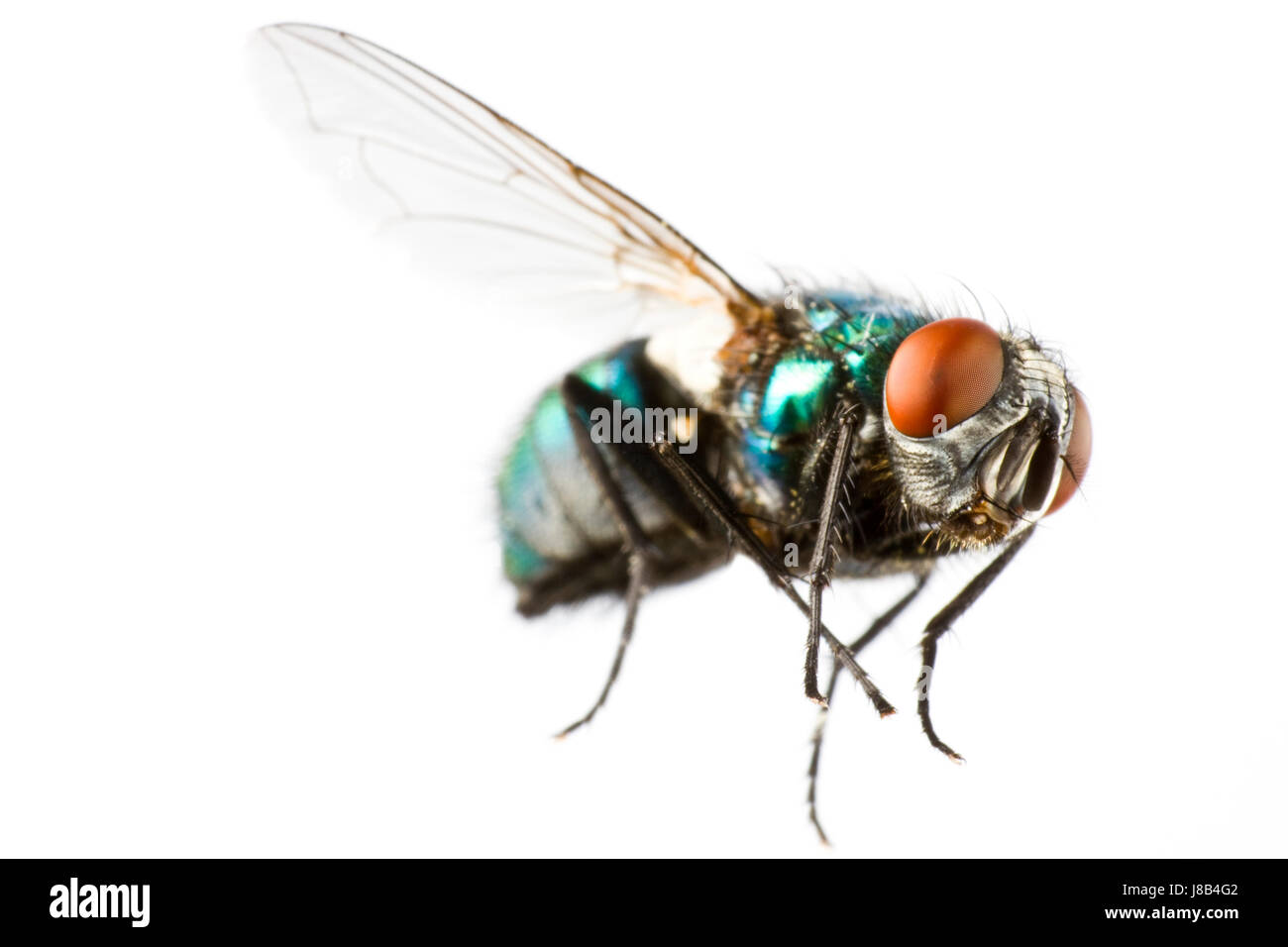 fliegen Stubenfliege in extremer Nahaufnahme Stockfoto