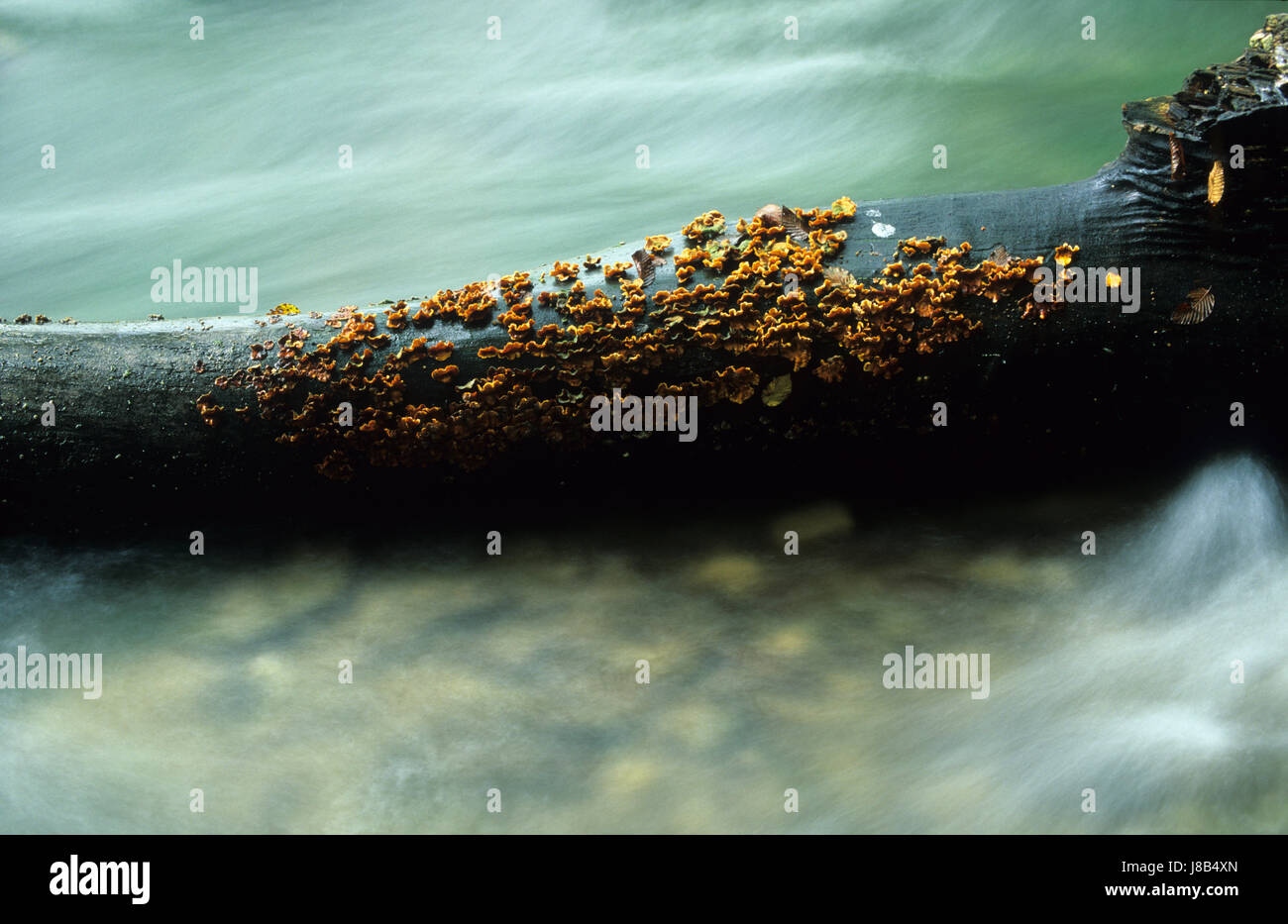 Baum, Pilze, Mumie, Wasser, Baum, Pilze, Mumie, Wasser, zusammengenähten Baumstamm, Stockfoto