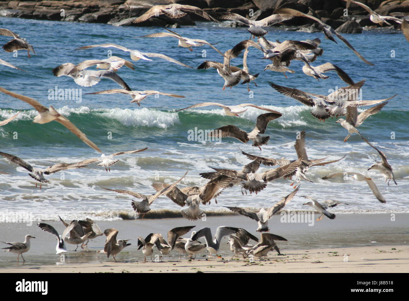 soziale, Tier, Vogel, Strand, Meer, Strand, Meer, Vögel, Flügel, Stockfoto