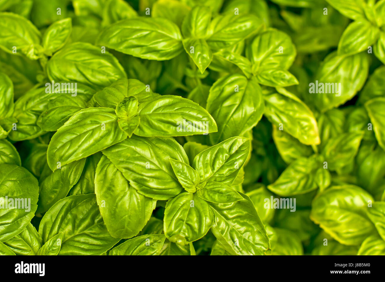 Basilikum, Ocimum basilicum Stockfoto Basilikum, Ocimum basilicum Stockfoto