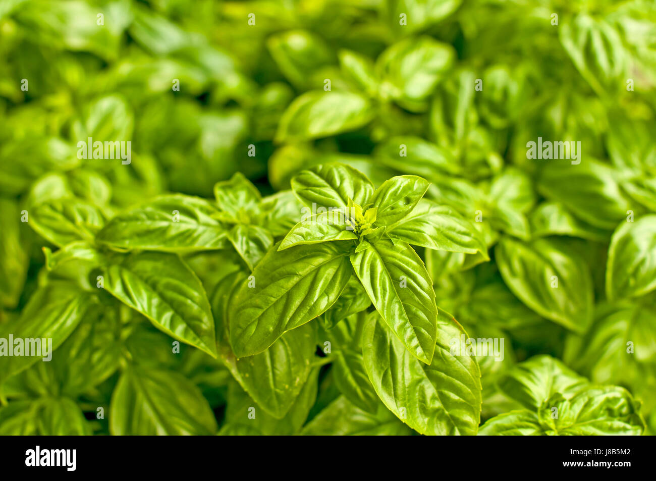 Basilikum, Ocimum basilicum Stockfoto Basilikum, Ocimum basilicum Stockfoto