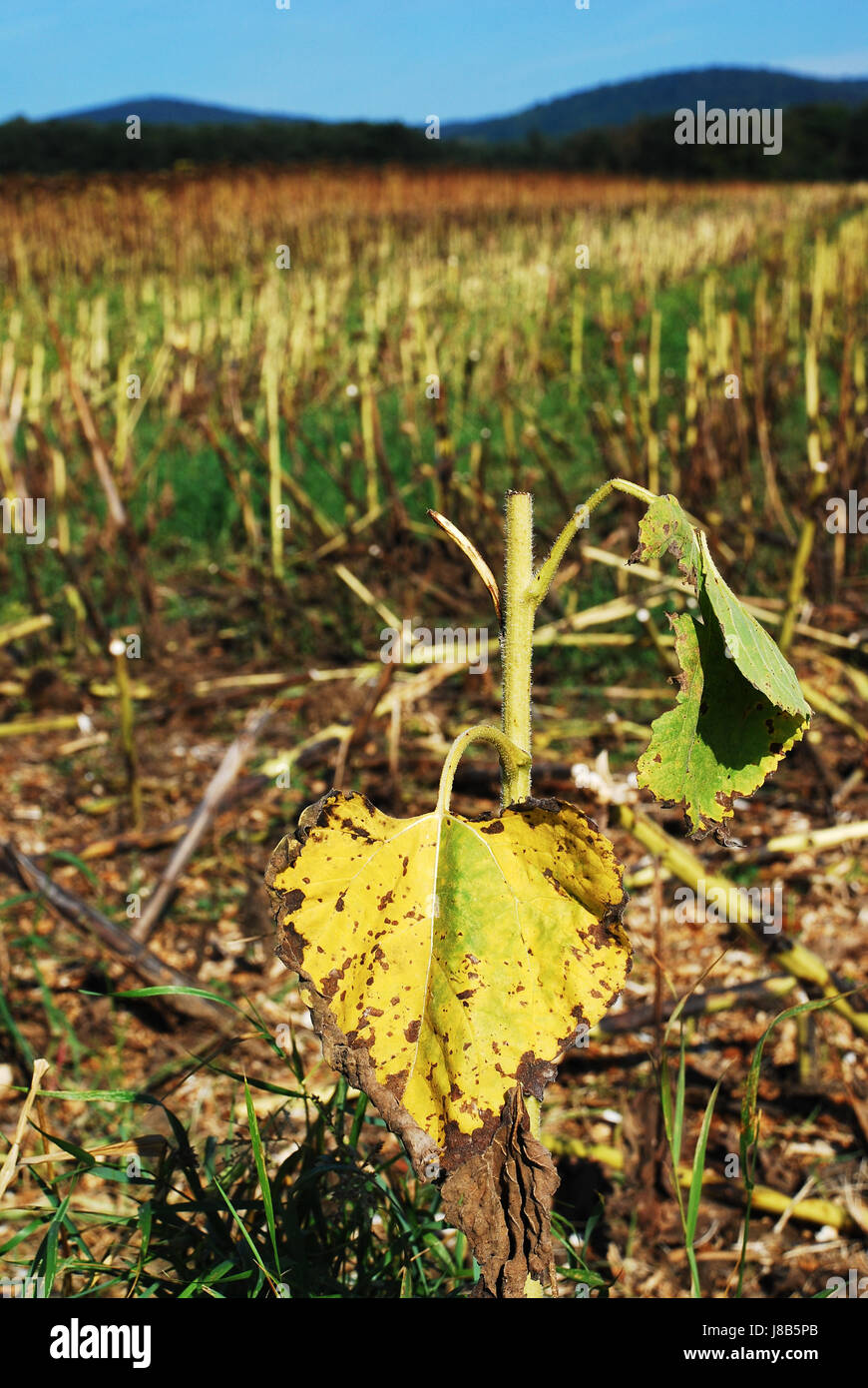 Feld, Blume, Sonnenblume, Pflanze, Acre, Schnitt, geerntet, stumpf, Ernte, Feld, Stockfoto