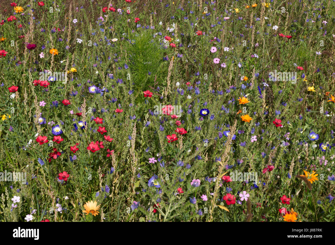 farbige, bunte, wunderschöne, vielfältige, farbenprächtige, Blume, Blumen, Stockfoto