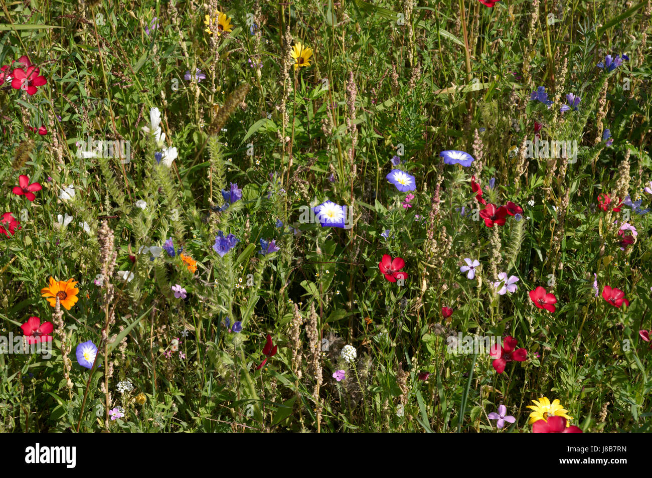farbige, bunte, wunderschöne, vielfältige, farbenprächtige, Blume, Blumen, Stockfoto