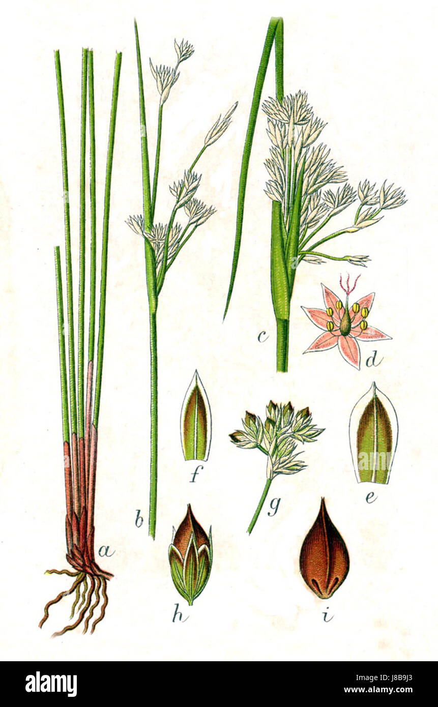 Juncus maritimus, allgemein bekannt als der Meeresrausch, ist eine Pflanzenart, die in Küstengebieten vorkommt. Sie lebt in Salzwiesen und Feuchtgebieten und trägt zum Ökosystem bei, indem sie den Boden stabilisiert und Lebensraum für Wildtiere bietet. Stockfoto
