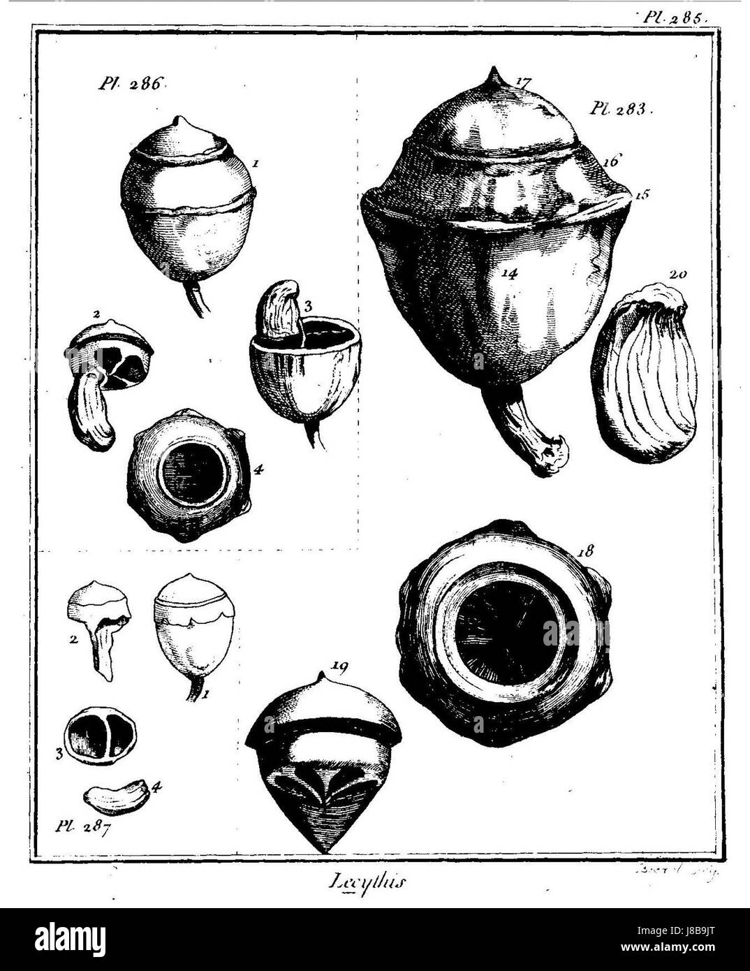 Lecythis zabucajo ist eine tropische Baumart, die in Mittel- und Südamerika beheimatet ist und für ihre charakteristischen Früchte und ihre ökologische Bedeutung in Regenwäldern bekannt ist. Stockfoto