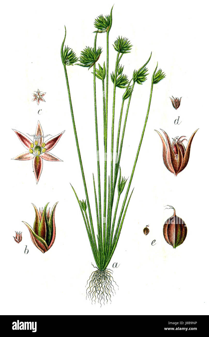 Juncus capitatus, auch bekannt als Tufted Rush, ist eine Art blühender Pflanze aus der Familie der Rush. Diese botanische Illustration von Sturm erfasst die charakteristischen runden, getufteten Blütenstände und die schmalen Blätter. Stockfoto
