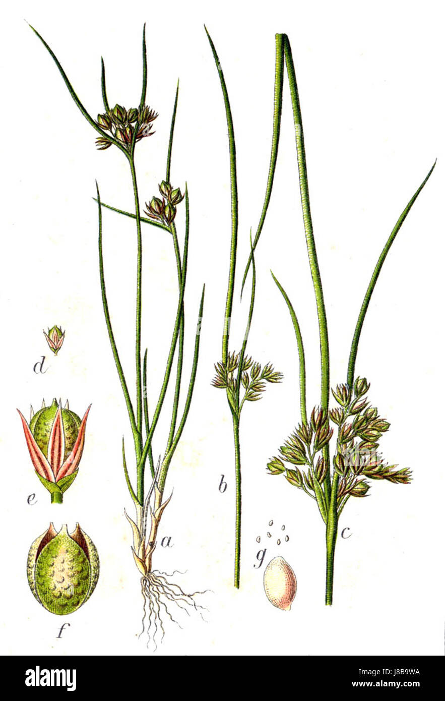 Juncus Tenuis Sturm15 Stockfoto