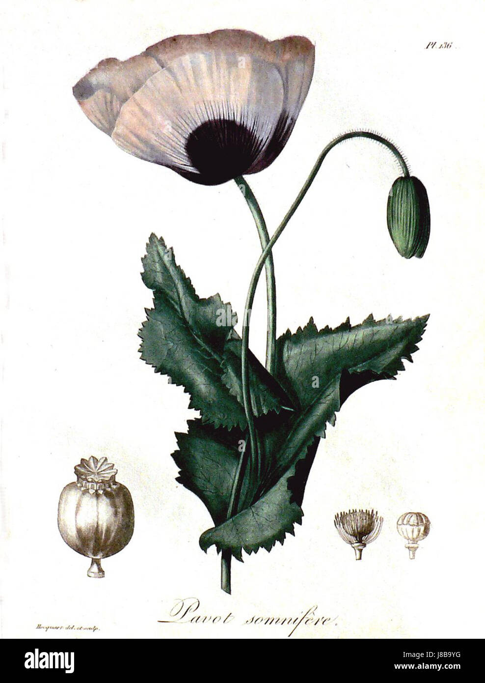 Dieser Titel bezieht sich auf ein Bildmaterial oder Dokument mit der Bezeichnung *Hocquart17a*, jedoch werden keine weiteren Informationen zu seinen Besonderheiten oder zum Thema dieses Titels bereitgestellt. Es könnte ein Verweis auf ein historisches Dokument, ein Manuskript oder ein Kunstwerk sein. Stockfoto