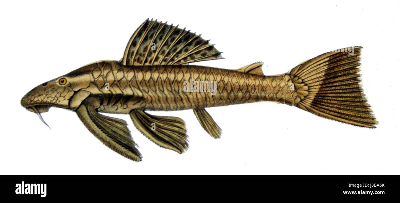 Hypostomus asperatus Stockfoto