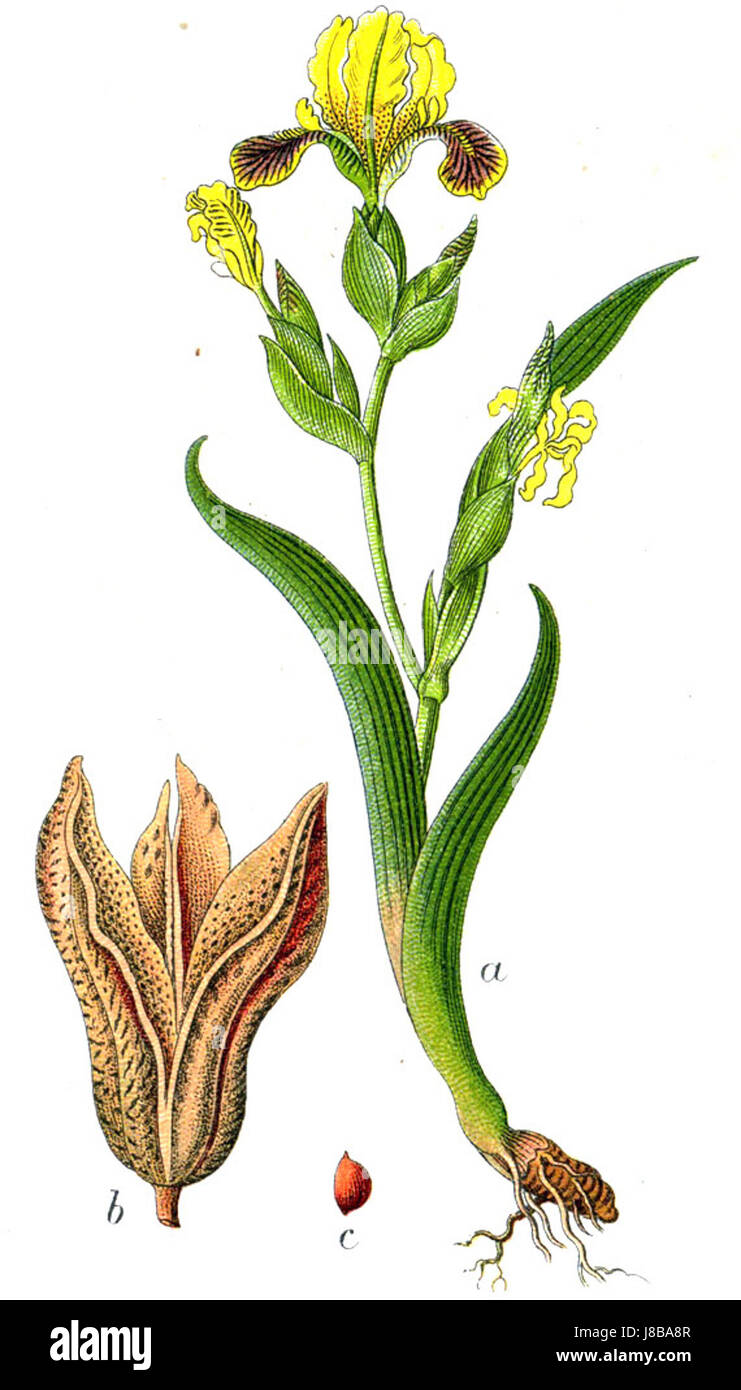 Iris Variegata Sturm57 Stockfoto