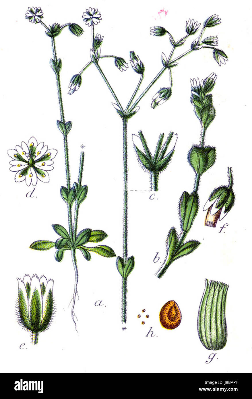 Minuartia sp Sturm11 Stockfoto