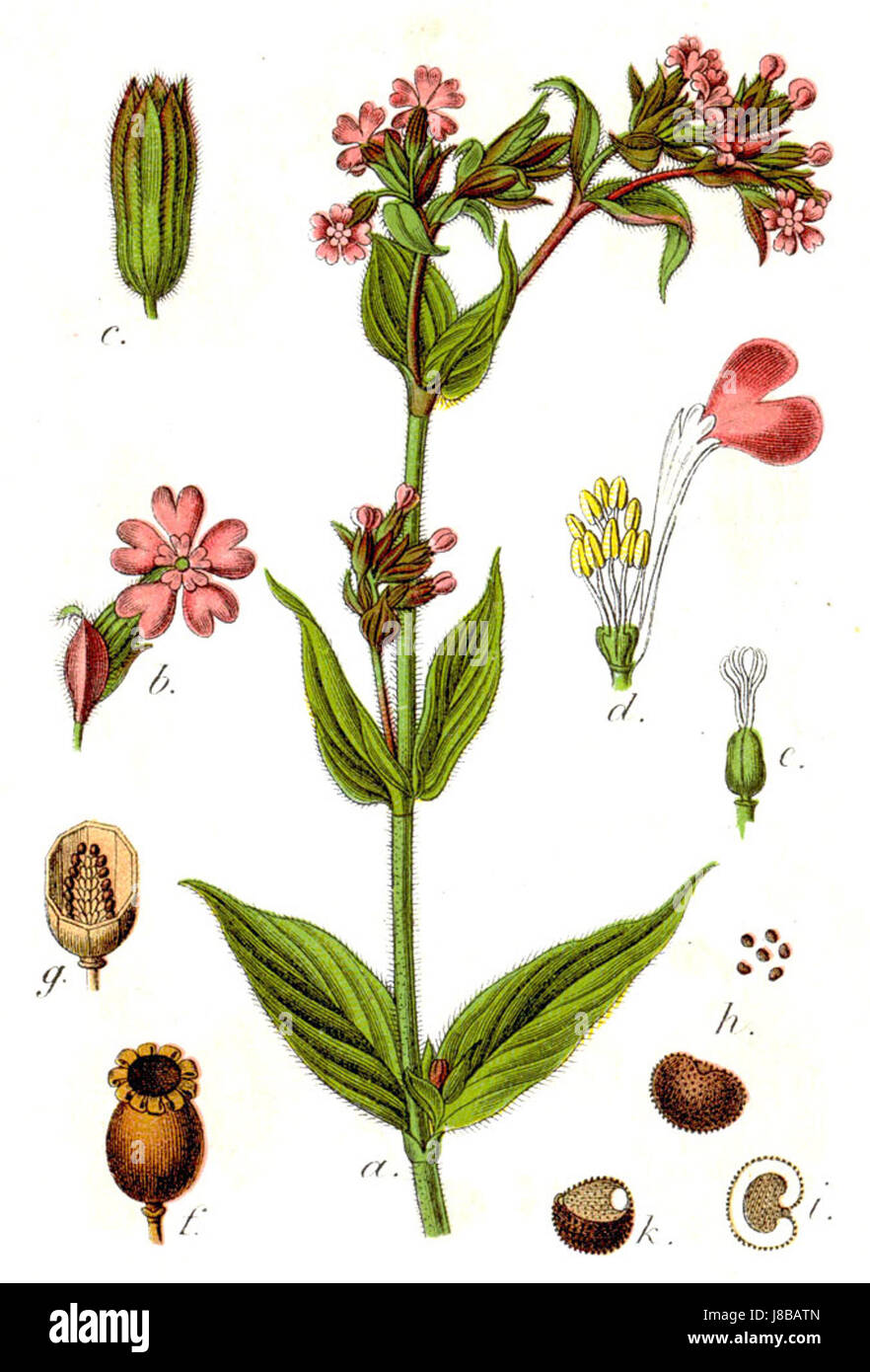 Lychnis rubra, wie in Sturm 1934 beschrieben, bezieht sich auf eine blühende Pflanzenart, die für ihre leuchtend roten Blüten bekannt ist. Diese Art ist bekannt für ihre Rolle in Gärten und als Zierpflanze. Die ausführliche Beschreibung in der Arbeit von 1934 unterstreicht seine botanischen Eigenschaften und historische Bedeutung in der Pflanzenforschung. Stockfoto