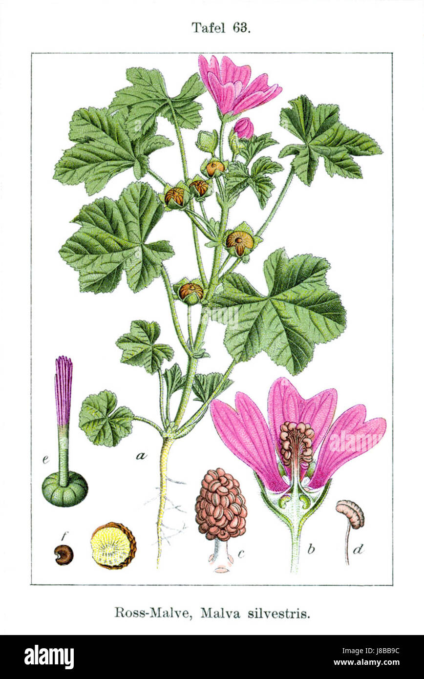 Malva silvestris, auch bekannt als Wildmalve, ist eine blühende Pflanze, die in Sturms botanischem Werk zu sehen ist. Die ursprüngliche Abbildung zeigt die detaillierte Struktur und Merkmale im Rahmen botanischer Studien. Stockfoto