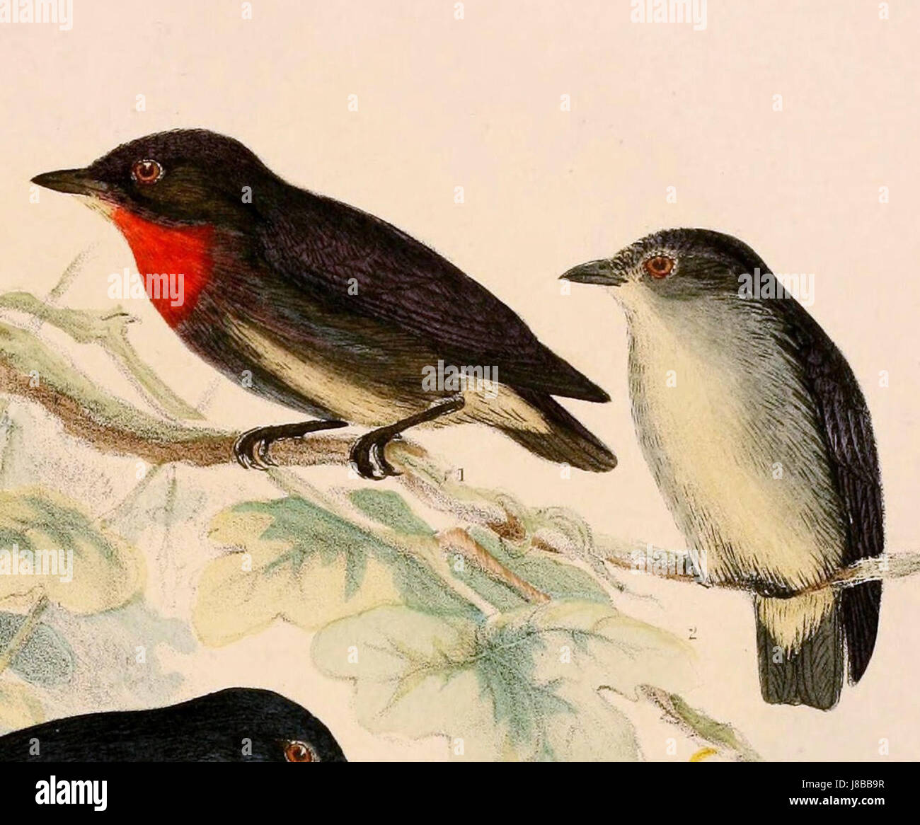 Dicaeum celebicum ist eine Art von kleinen Vögeln, die auf den Philippinen beheimatet ist und für ihr lebendiges Gefieder und ihren Lebensraum in tropischen Wäldern bekannt ist. Stockfoto