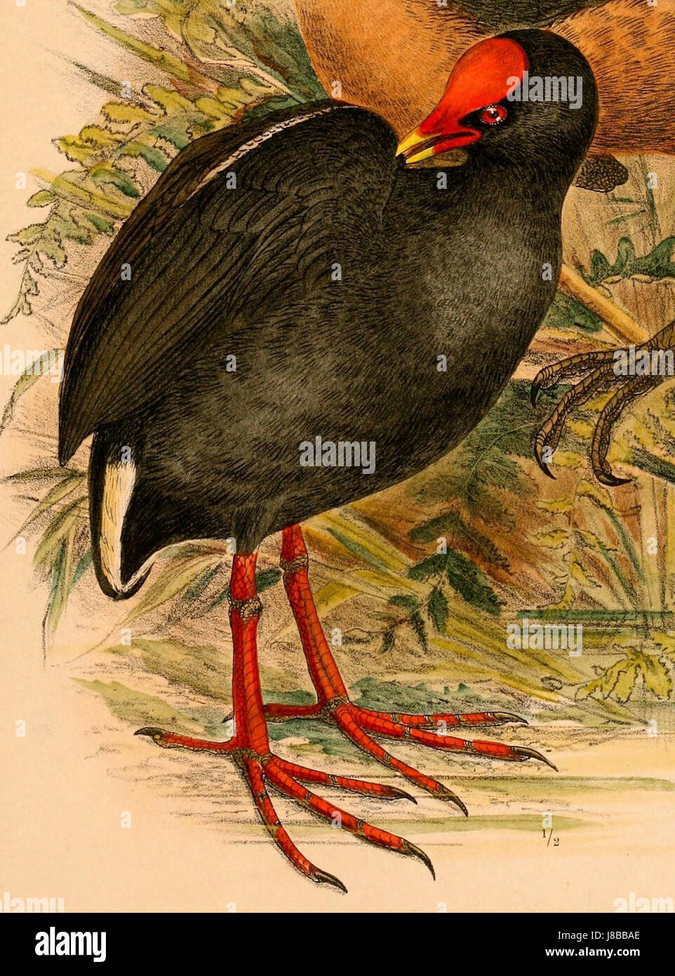 Gallinula tenebrosa frontata, auch bekannt als die dunkelbrüstige Moorhne, ist eine Unterart von Wasservögeln, die in Teilen Asiens vorkommt. Die Referenz aus dem Jahr 1898 könnte auf eine frühe Untersuchung oder Veröffentlichung dieser Art hinweisen, die ihren Lebensraum und ihr Verhalten hervorhebt. Stockfoto