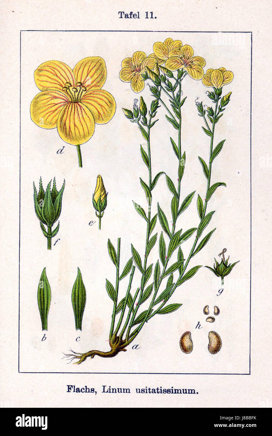 Eine Illustration von Linum usitatissimum, allgemein bekannt als Flachs, aus einer botanischen Publikation mit der Nummer 0701117, die die Merkmale und Bedeutung der Pflanze beschreibt. Stockfoto