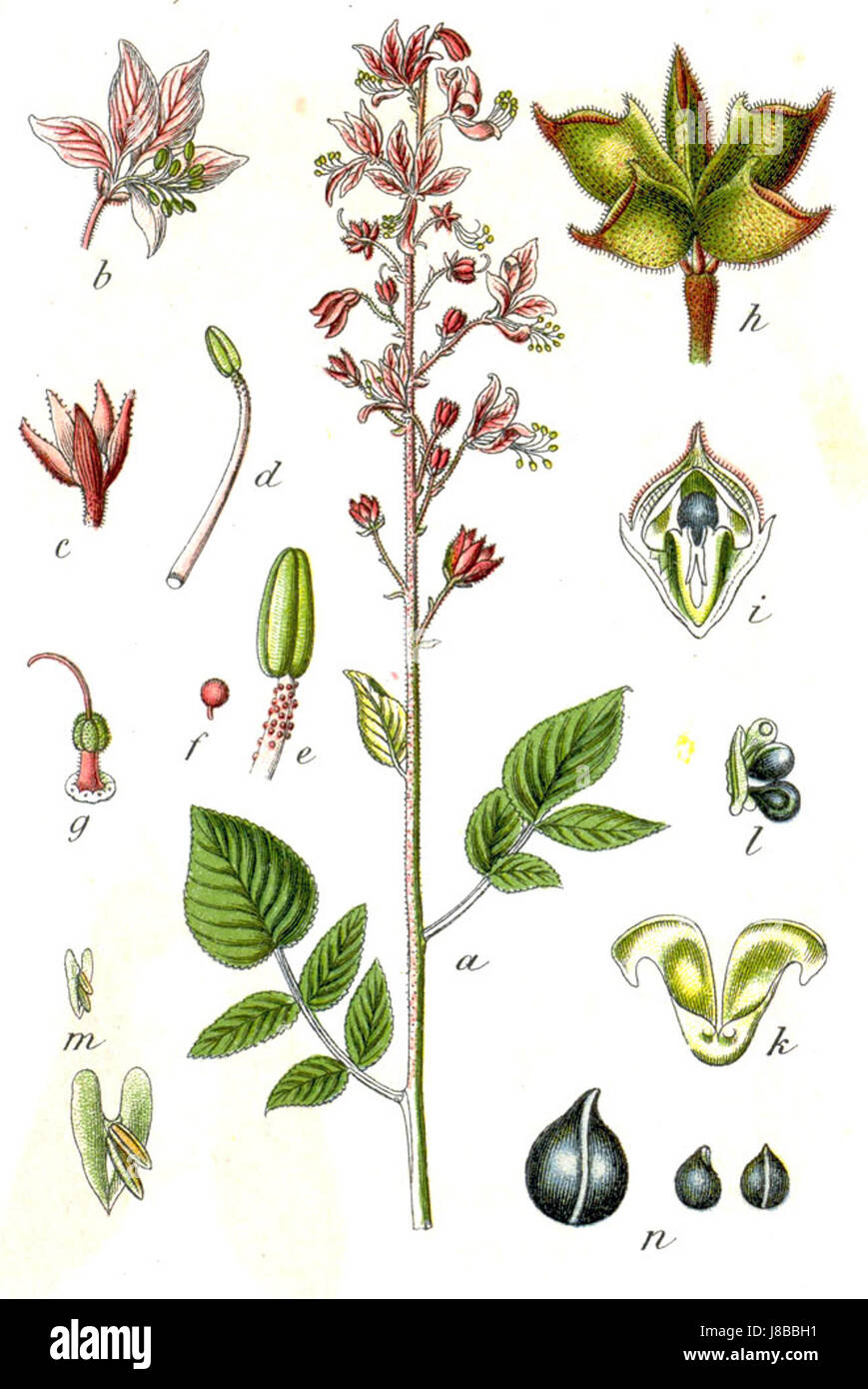 Dictamnus Albus Sturm16 Stockfoto