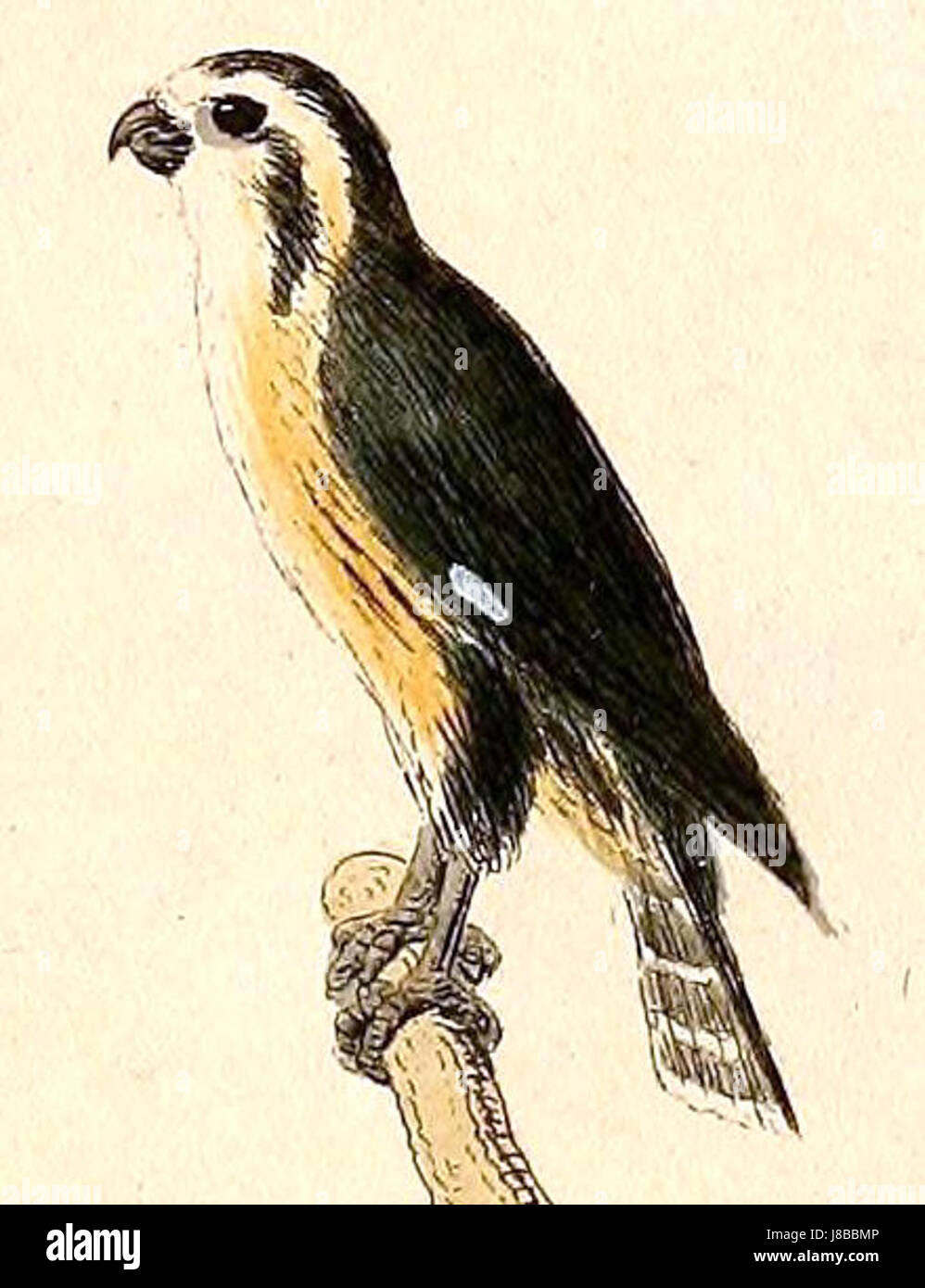 Microhierax caerulescens, auch bekannt als der Blauschlauchmarder, ist eine kleine Vogelart, die in Südostasien beheimatet ist. Diese Darstellung aus dem Jahr 1832 hebt ihre physischen Eigenschaften hervor, die für die ornithologische Untersuchung und Vogelbeobachtung wichtig sind. Stockfoto
