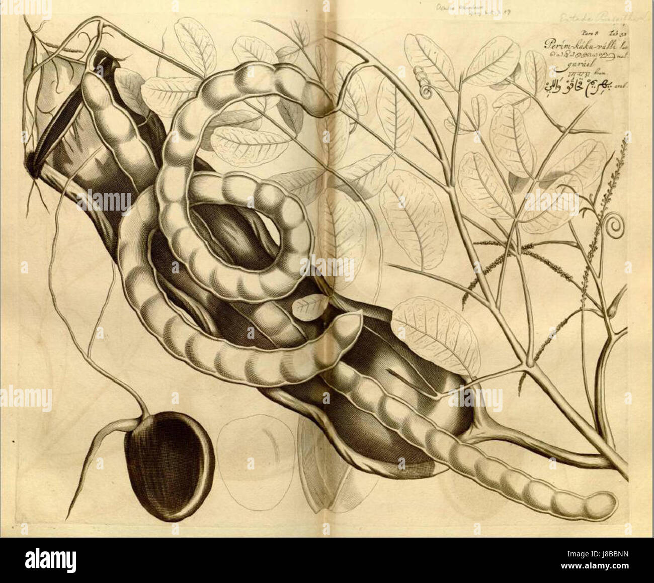 Entada rheedii00 Stockfoto