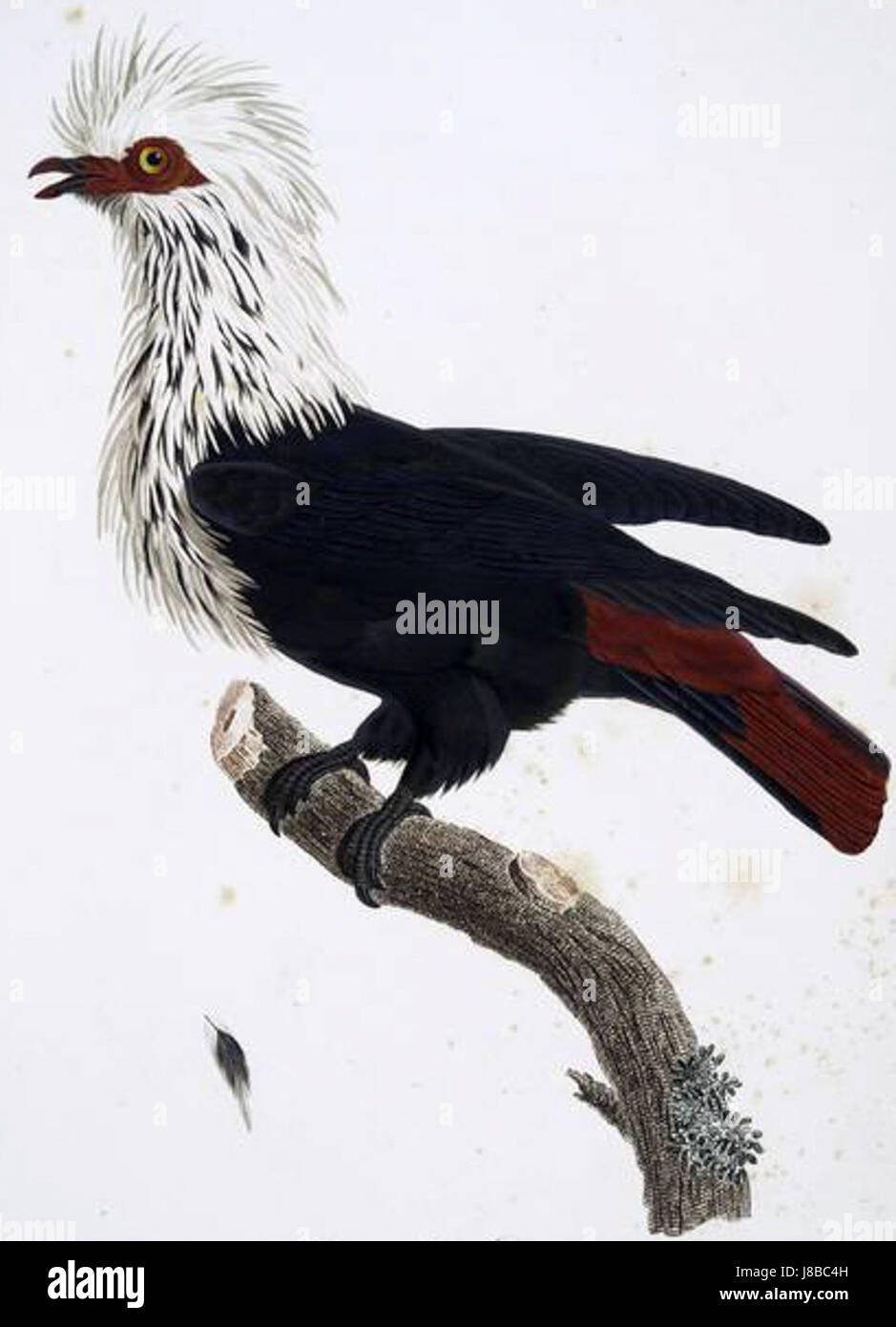 Die Mauritius Blue Pigeon ist eine Vogelart, die auf der Insel Mauritius beheimatet ist. Sie ist bekannt für ihr leuchtendes blaues Gefieder und galt historisch als kritisch gefährdete Art. Stockfoto