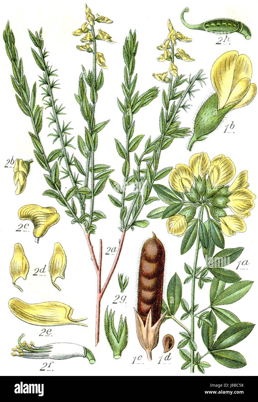 Faboideae Spp Sturm27 Stockfoto