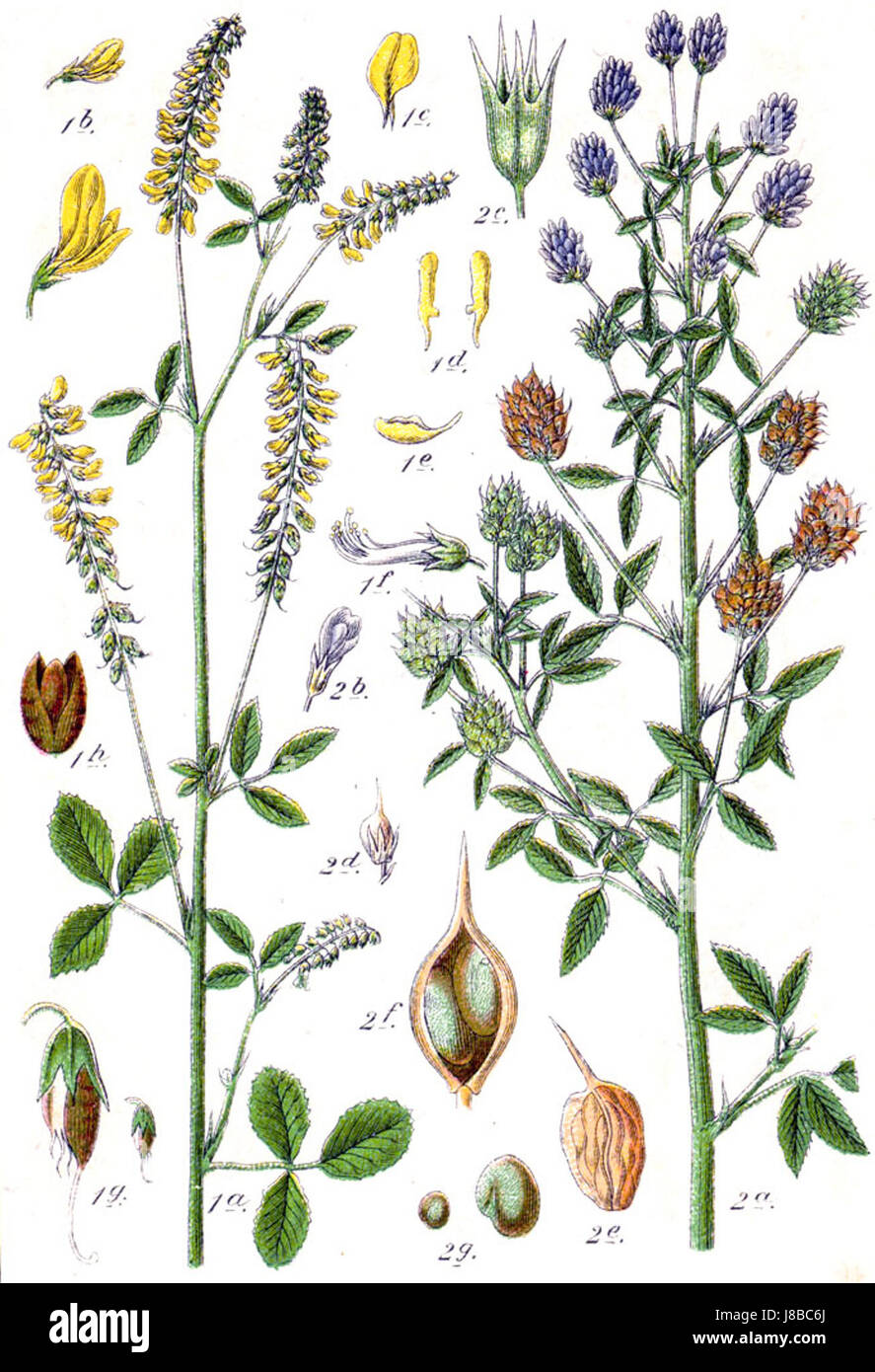 Die Faboideae sind eine Unterfamilie der Leguminosen, die zur größeren Familie der Fabaceae gehört. Diese Unterfamilie umfasst verschiedene Arten, die für ihre Stickstoffbindungsfähigkeit und ihre Bedeutung in der Landwirtschaft und in natürlichen Ökosystemen bekannt sind. Diese Pflanzen sind weltweit zu finden und tragen zur Gesundheit des Bodens und zur Artenvielfalt bei. Stockfoto