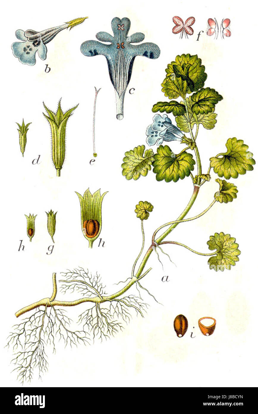 Glechoma hederacea, allgemein bekannt als gemahlener Efeu, ist ein mehrjähriges Kraut aus der Minzfamilie. Es kommt in gemäßigten Regionen vor und wird sowohl medizinisch als auch in traditionellen pflanzlichen Heilmitteln eingesetzt. Stockfoto