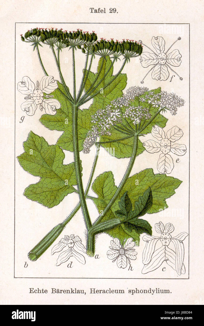 Heracleum sphondylium, allgemein bekannt als Hogweed, ist eine blühende Pflanzenart aus der Familie der Apiaceae. Sie ist in Europa und Teilen Asiens beheimatet. Diese Pflanze ist bekannt für ihre großen, schirmförmigen Blütentrauben und dicken, behaarten Stämme. Während es in der traditionellen Medizin angewendet wird, ist Vorsicht geboten, da bestimmte Arten von Hogweed aufgrund ihres safts Hautreizungen und Verbrennungen verursachen können. Stockfoto