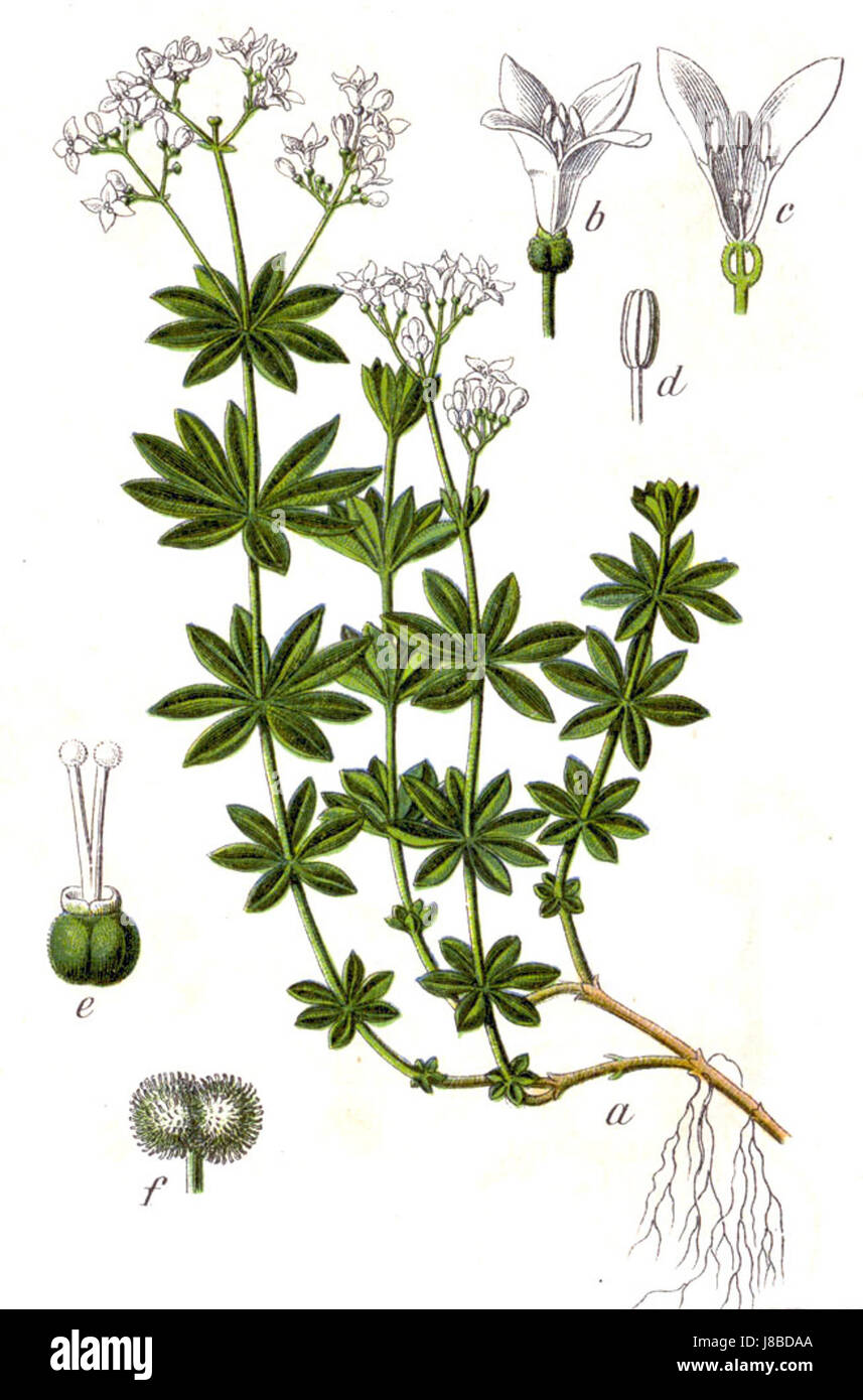 Galium odoratum, auch bekannt als Süßholzwurz, ist ein mehrjähriges Kraut, das häufig in Wäldern vorkommt. Es ist bekannt für seinen süßen Duft und seine medizinischen Eigenschaften, die oft in der traditionellen Medizin verwendet werden. Stockfoto