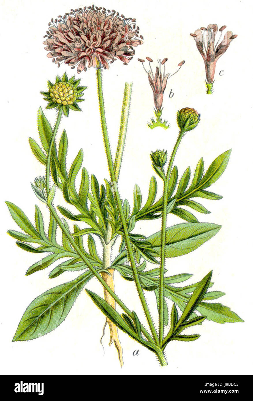 Knautia Arvensis Sturm2 Stockfoto