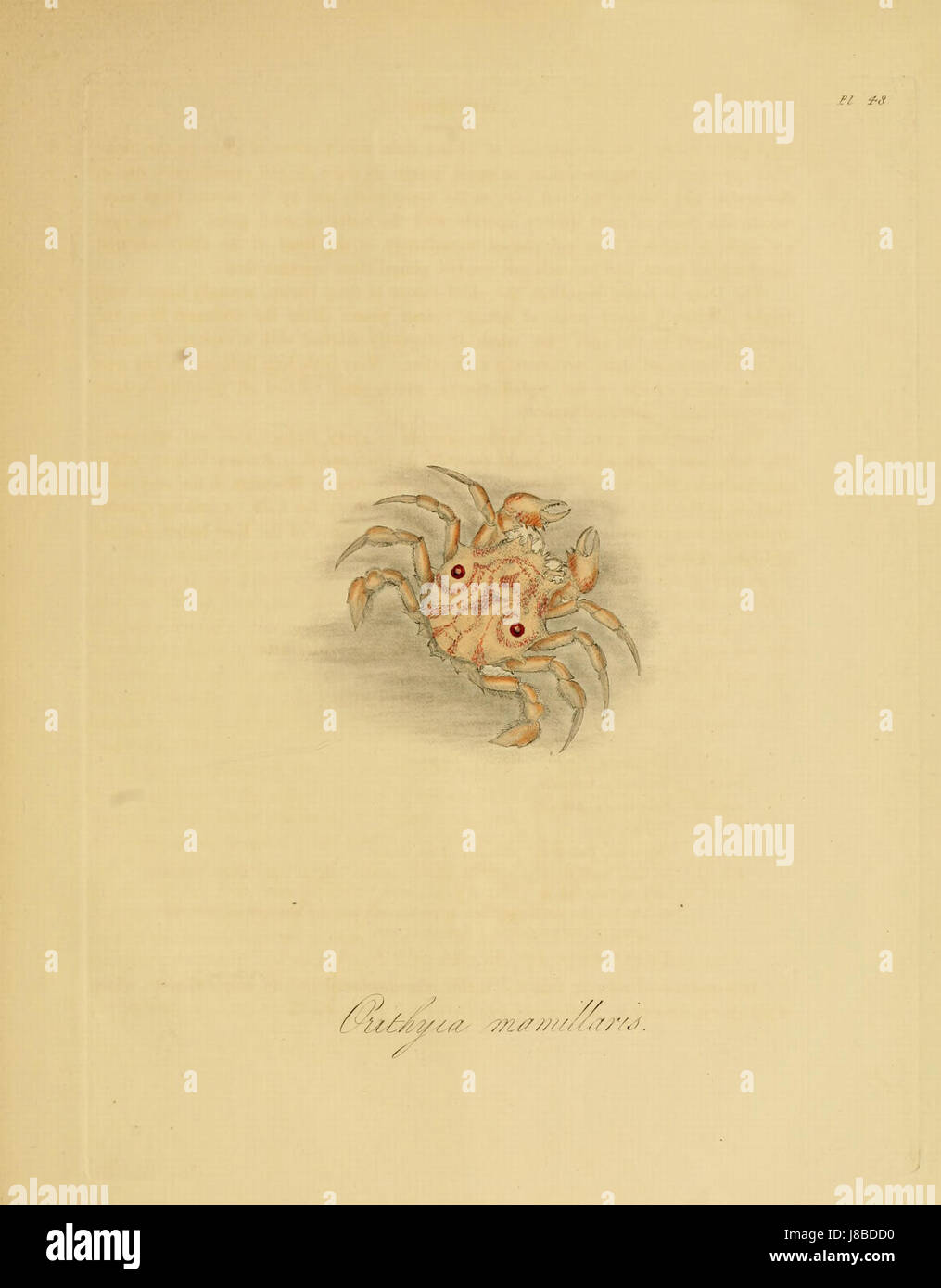 Donovan Insekten von China, 1838 pl 48 Stockfoto