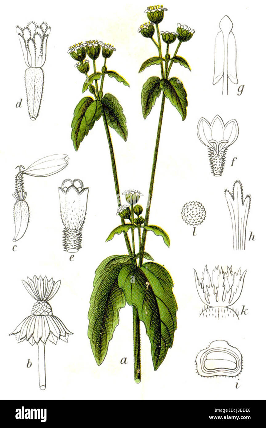 Galinsoga Parviflora Sturm16 Stockfoto