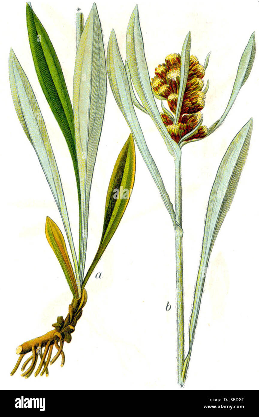 Gnaphalium sp. Sturm24 bezieht sich auf eine botanische Art innerhalb der Gattung Gnaphalium, die in einer spezifischen Publikation über Pflanzenarten dokumentiert ist. Stockfoto