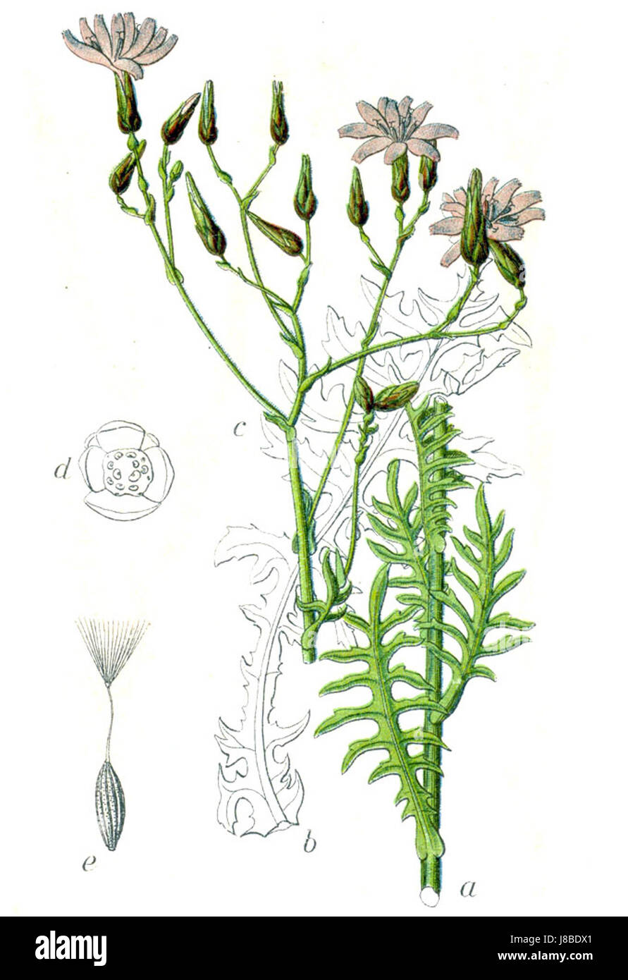 Lactuca Perennis Sturm47 Stockfoto