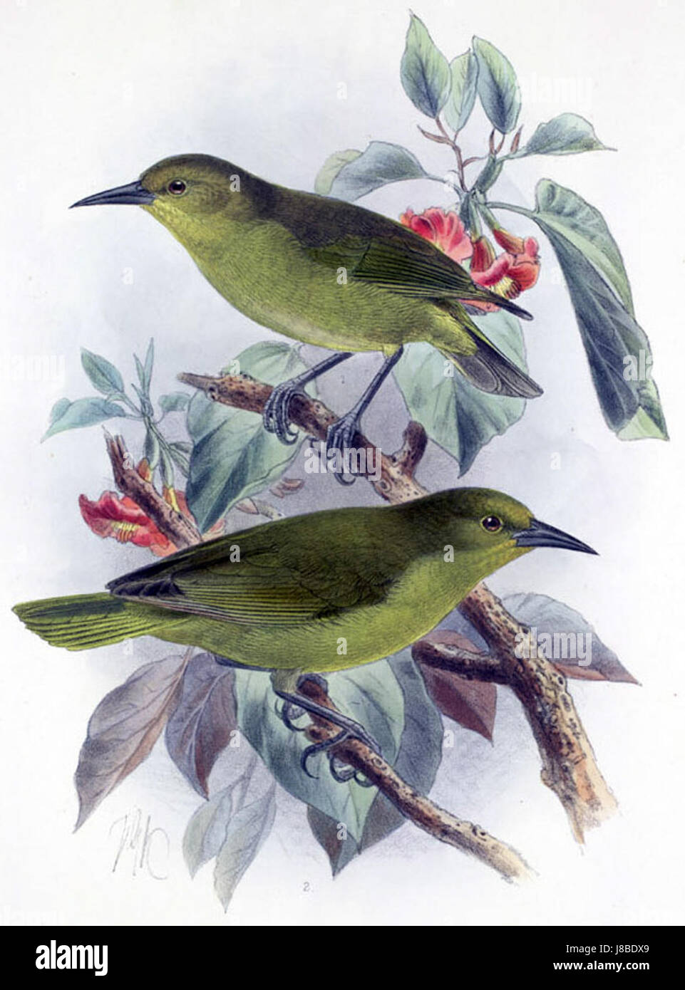 Hemignathus sagittirostris, auch bekannt als „Oahu Nukupu'u“, ist eine bedrohte Vogelart, die auf Hawaii beheimatet ist. Er ist bekannt für seinen charakteristischen langen, geschwungenen Schnabel, der für die Ernährung von Nektar einheimischer Pflanzen geeignet ist. Stockfoto