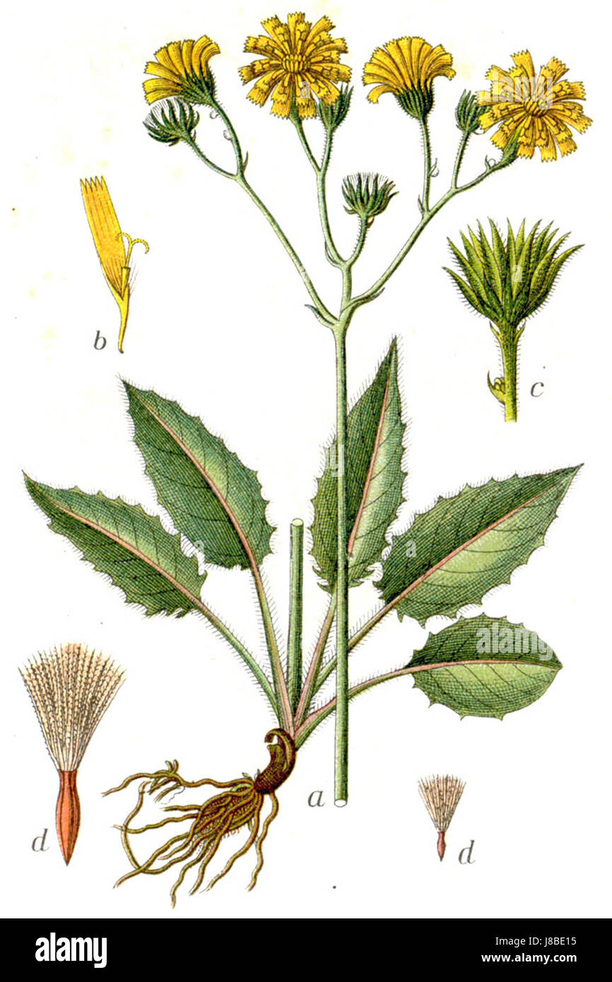 Hieracium sylvaticum (Sturm 1462) ist eine botanische Illustration, die eine Art der Gattung Hieracium darstellt. Das Kunstwerk zeigt die einzigartigen Merkmale dieser Art und trägt zum Studium der Pflanzentaxonomie und der botanischen Kunst bei. Stockfoto