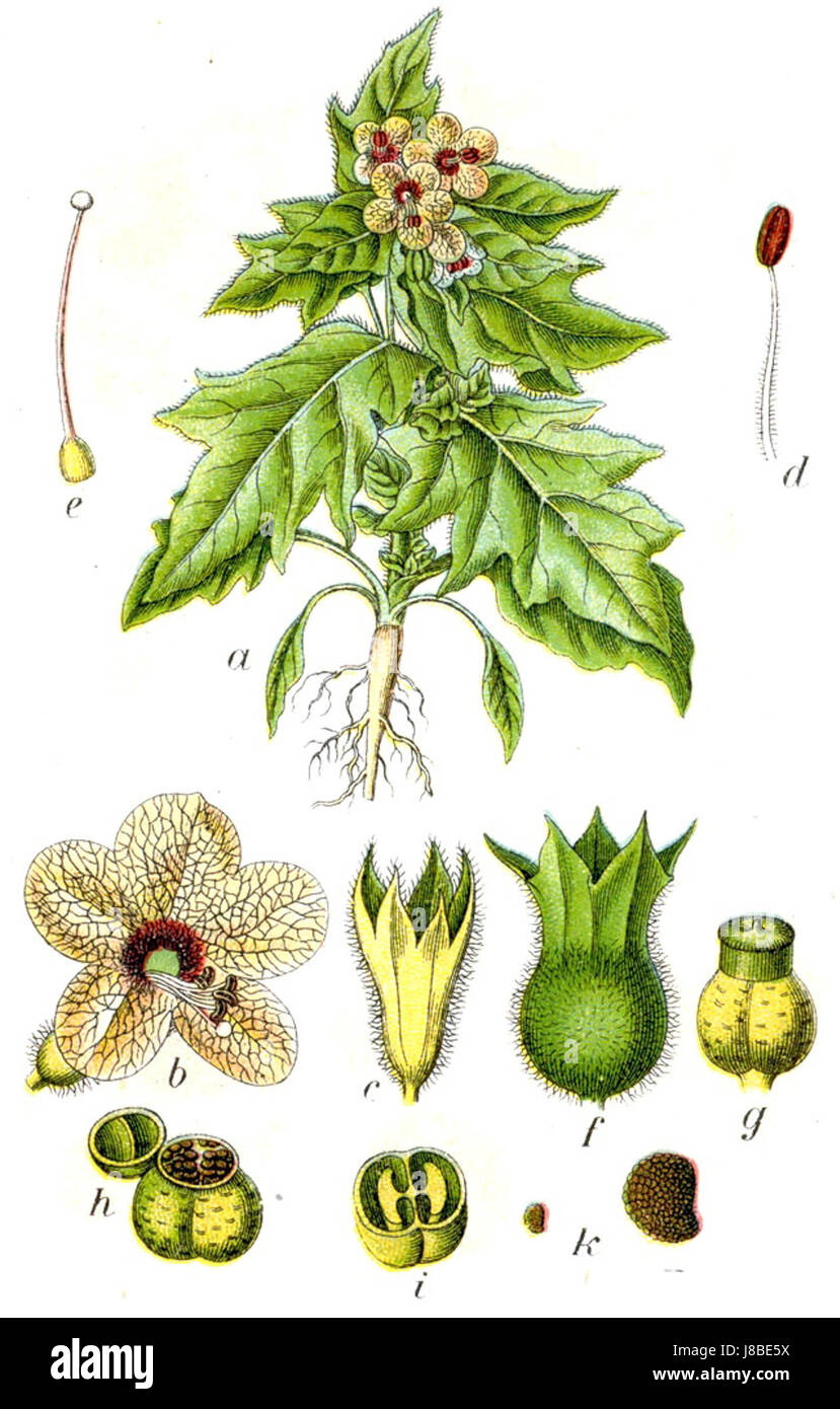 Hyoscyamus niger, allgemein bekannt als henbane, ist eine toxische Pflanzenart aus der Familie der Nachtschatten. Es hat eine lange Tradition in der traditionellen Medizin, ist aber auch für seine giftigen Eigenschaften bekannt. Stockfoto