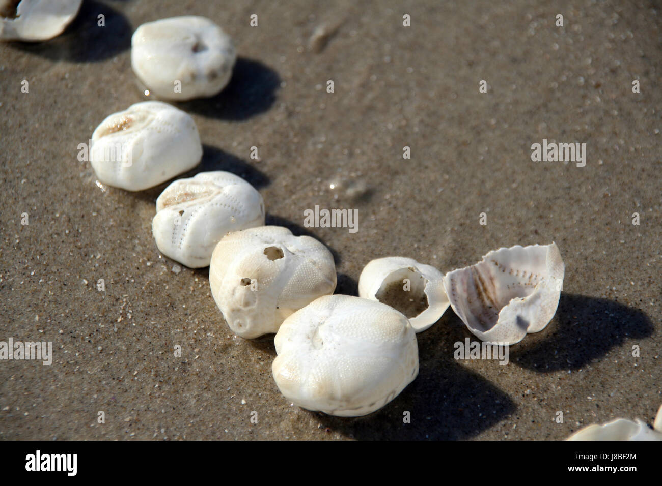 Schüsseln, Schalen, Skeletten?? Seeigel, Seeigel, Seeigel, Echinodermen, Tod, sterben, Stockfoto