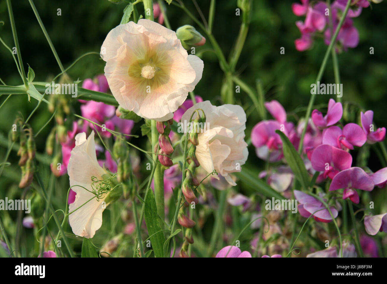 Garten, Klettern, Pflanze, Gärten, Wicken, Wohlbefinden, Wohlbefinden, Entspannung, Stockfoto