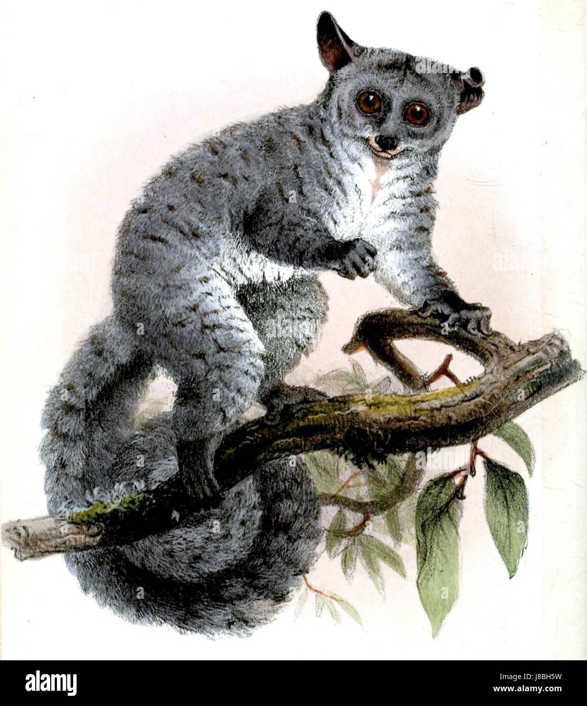 Der Begriff „Galago Monteiri Wolf“ bezieht sich wahrscheinlich auf eine Hybride oder spezifische Sorte von galago, auch bekannt als Buschbabies. Diese Primaten kommen in Afrika südlich der Sahara vor, bekannt für ihre großen Augen und ihr nächtliches Verhalten. Stockfoto