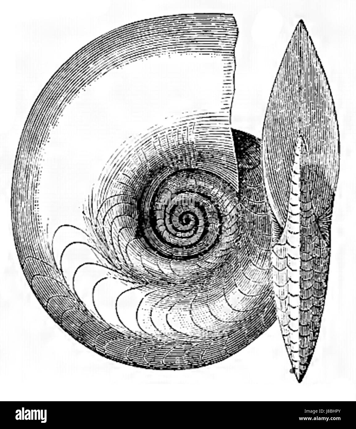 Goniatites retrorsus ist eine ausgestorbene Kopffüßart, die im späten Devon lebte. Sie ist Teil der Goniatitida-Ordnung, die durch eine gewickelte Schale mit komplexen Nahtmustern gekennzeichnet ist, die häufig in fossilen Meeresvorkommen vorkommen vorkommen. Stockfoto