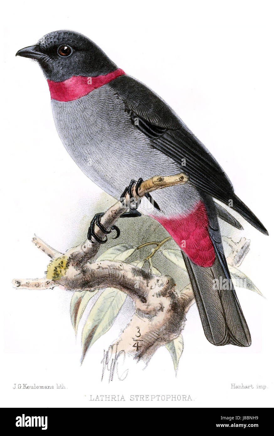 *Lathriastreptophora* ist eine Gattung von Falter, die sich durch ihre charakteristischen physikalischen Merkmale auszeichnet. Es gehört zur Familie Crambidae und kommt in verschiedenen Regionen der Welt vor. Stockfoto