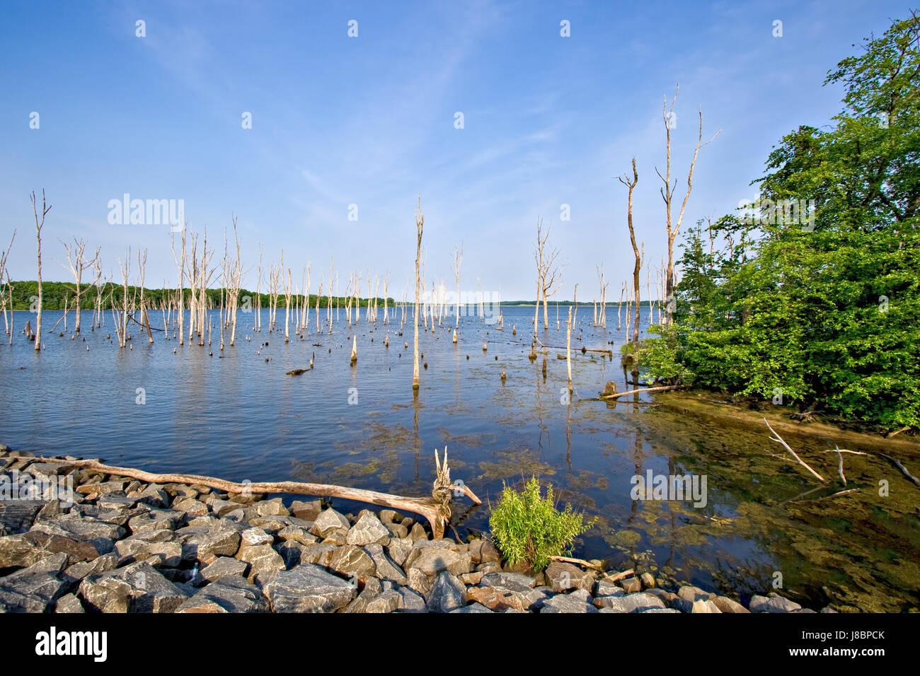 Baum, Bäume, Reservoir, frisches Wasser, See, Binnengewässer, Wasser, Landschaft, Stockfoto